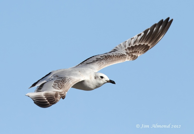 Mediterraneran Gull 1st  Winter flight  upperwing 29 9 12 IMG_9843
